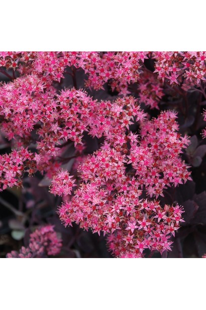 Седум Плам Даззлед цвітіння